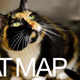 Illustration for article titled Microchip Implant Brings a Lost Kitten Home After Five Years and 1,800 Miles